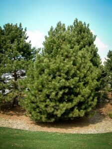 Сосна Чёрная (Pinus Nigra) купить по цене от 270.00р. в интернет-магазине «Посадика» с доставкой почтой в в Ульяновске и по всей России – [изображение №1].