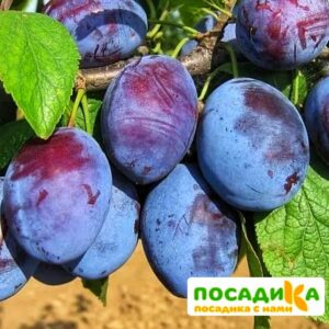 Слива Чачакская ранняя купить по цене от 229.00р. в интернет-магазине «Посадика» с доставкой почтой в в Ульяновске и по всей России – [изображение №1].