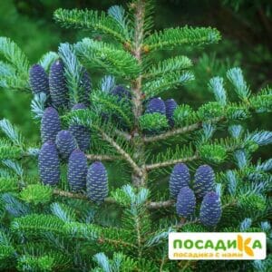 Пихта корейская (Abies koreana) купить по цене от 450.00р. в интернет-магазине «Посадика» с доставкой почтой в в Ульяновске и по всей России – [изображение №1].