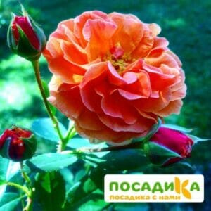 Роза Арабия купить по цене от 350.00р. в интернет-магазине «Посадика» с доставкой почтой в в Ульяновске и по всей России – [изображение №1].