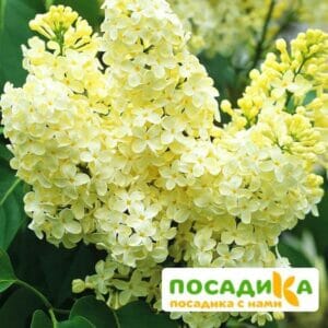 Сирень Примроуз (Primrose) купить по цене от 529.00р. в интернет-магазине «Посадика» с доставкой почтой в в Ульяновске и по всей России – [изображение №1].