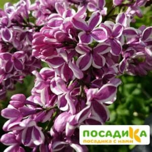 Сирень Сенсация купить по цене от 529.00р. в интернет-магазине «Посадика» с доставкой почтой в в Ульяновске и по всей России – [изображение №1].