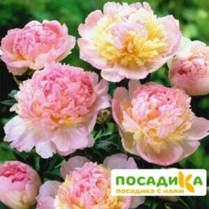 Пион Распберри Сандей (Paeonia Raspberry Sundae) купить по цене от 959р. в интернет-магазине «Посадика» с доставкой почтой в в Ульяновске и по всей России – [изображение №1].