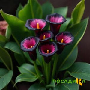 Калла Аура Лейс купить по цене от 400р. в интернет-магазине «Посадика» с доставкой почтой в в Ульяновске и по всей России – [изображение №1].