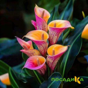 Калла Оникс купить по цене от 450р. в интернет-магазине «Посадика» с доставкой почтой в в Ульяновске и по всей России – [изображение №1].