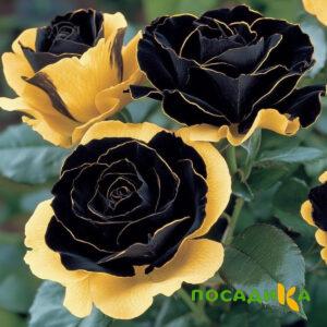 Роза Ханни Сикл купить по цене от 700р. в интернет-магазине «Посадика» с доставкой почтой в в Ульяновске и по всей России – [изображение №1].