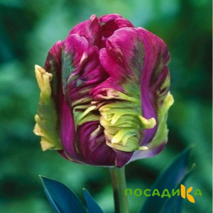 Тюльпан Экзотик Хэвен купить по цене от 186р. в интернет-магазине «Посадика» с доставкой почтой в в Ульяновске и по всей России – [изображение №1].