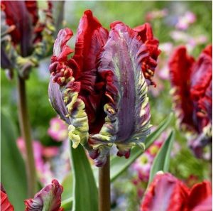 Тюльпан Рококо купить по цене от 350р. в интернет-магазине «Посадика» с доставкой почтой в в Ульяновске и по всей России – [изображение №1].