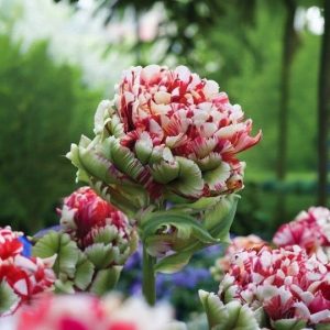 Тюльпан Дабл Флеминг Берд купить по цене от 249р. в интернет-магазине «Посадика» с доставкой почтой в в Ульяновске и по всей России – [изображение №1].