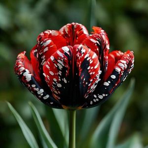 Тюльпан Вельвет Файер купить по цене от 394р. в интернет-магазине «Посадика» с доставкой почтой в в Ульяновске и по всей России – [изображение №1].