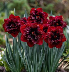 Нарцисс Сапфировый Бриз купить по цене от 3000р. в интернет-магазине «Посадика» с доставкой почтой в в Ульяновске и по всей России – [изображение №1].