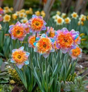 Нарцисс Айвери Дон купить по цене от 3000р. в интернет-магазине «Посадика» с доставкой почтой в в Ульяновске и по всей России – [изображение №1].